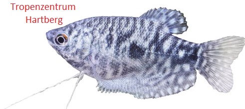Trichogaster trichopterus